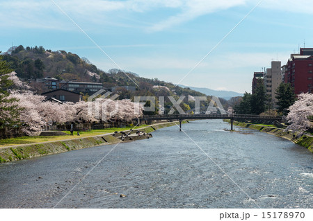 浅野川 - 桜 15178970