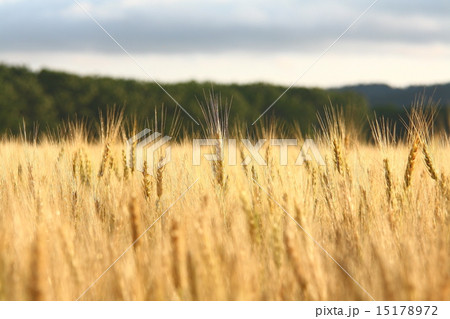 小麦の穂 15178972