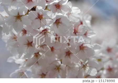 ソメヨシノ 15178990