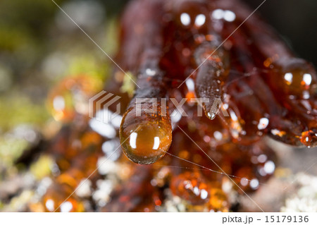 tree natural amber resin tree natural amber resin 15179136