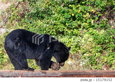 black bear while eating with a squirrel black bear while eating with a squirrel 15179152