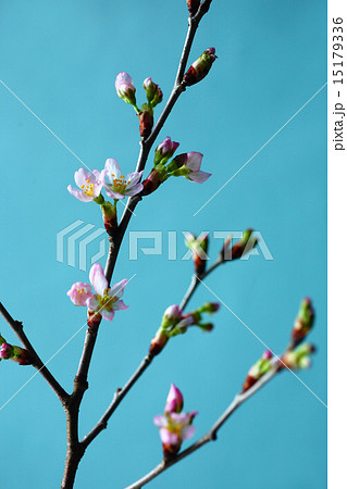 桜 啓翁桜の開花 桜 啓翁桜の開花 15179336