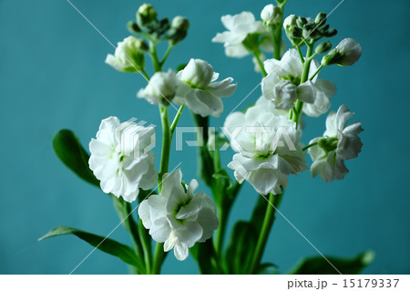 白いストックの花の写真素材