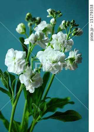 白いストックの花の写真素材