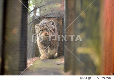 マヌルネコ　オス 15179790