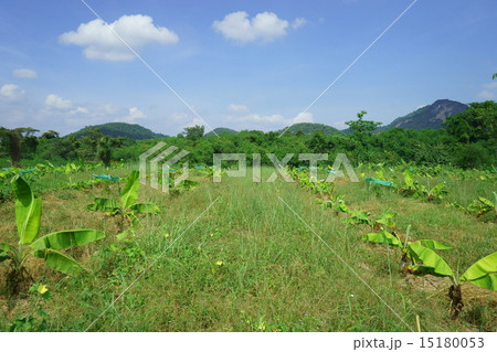 A banana field in countryside of Thailand 15180053
