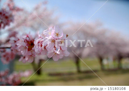 大山桜 おおやまざくら 桜並木 大山桜 おおやまざくら 桜並木 15180108