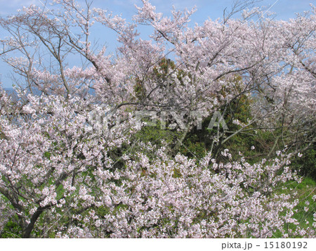 赤穂東御崎公園付近の桜の写真素材