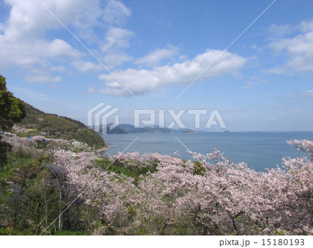 赤穂東御崎公園の桜 15180193