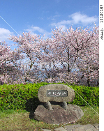 赤穂東御崎公園の桜 赤穂東御崎公園の桜 15180197