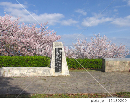 赤穂東御崎公園の桜の写真素材