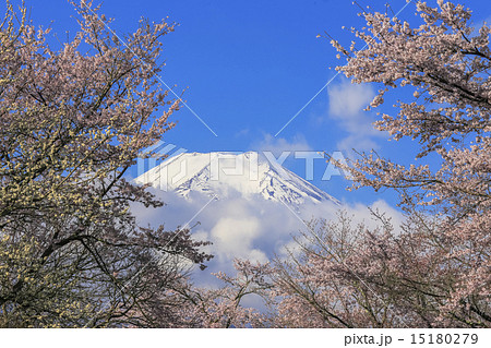 富士と桜 15180279