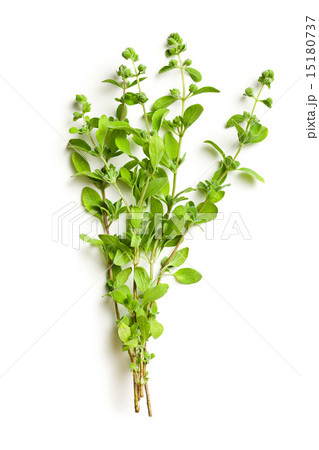 sprig of marjoram sprig of marjoram 15180737