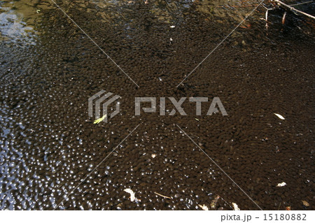 おたまじゃくし 15180882