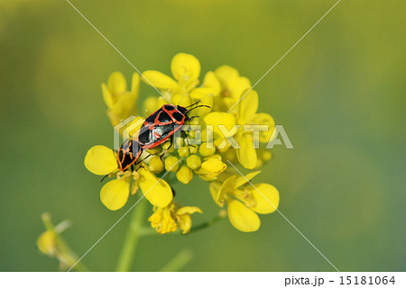 ナガメの交尾 15181064