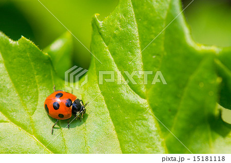 てんとう虫と葉っぱの写真素材 [15181118] - PIXTA