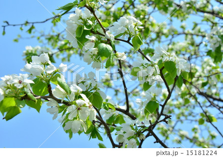 Blossoming Pear Tree 15181224