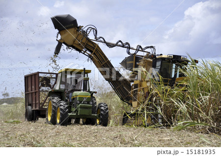 sugar cane harvesting 15181935