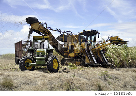 sugar cane harvesting sugar cane harvesting 15181936