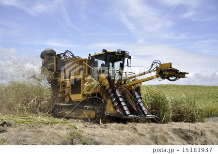 sugar cane harvesting sugar cane harvesting 15181937