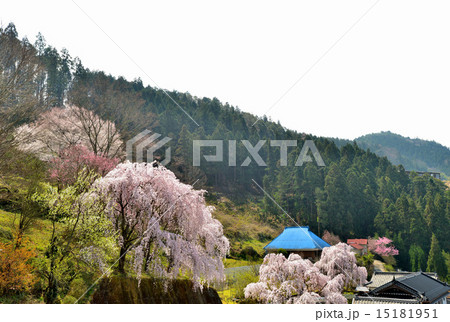 桜咲く山里（徳島吉良）1 15181951
