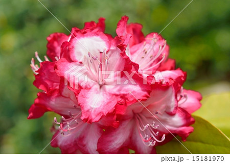 西洋石楠花 15181970