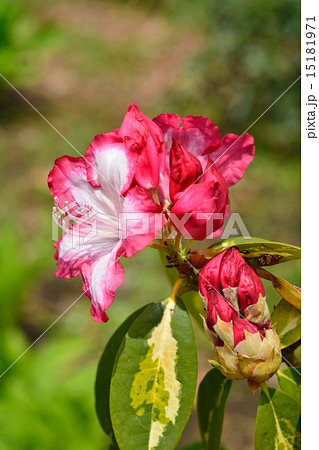 西洋石楠花 15181971