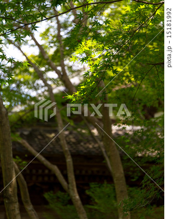 蓮華寺の新緑 15181992