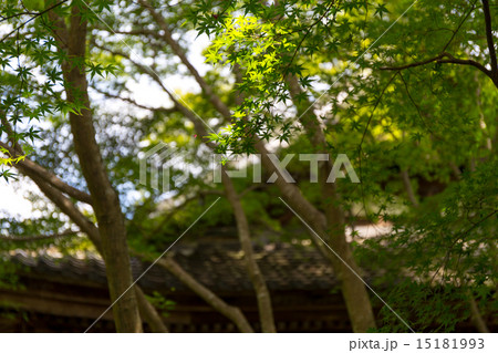 蓮華寺の新緑 15181993