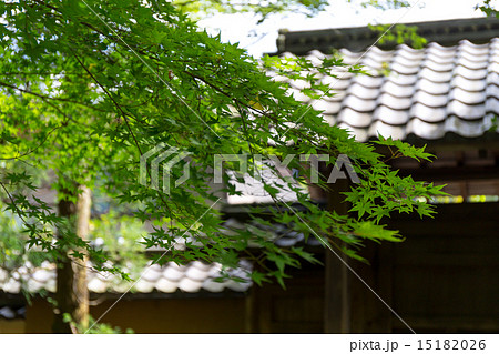 蓮華寺の新緑 蓮華寺の新緑 15182026