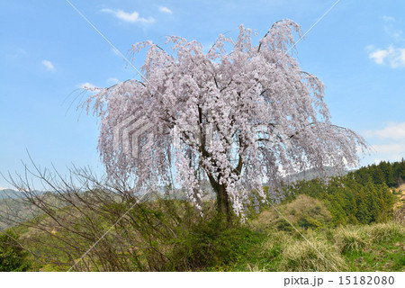 山中一本桜(徳島吉良)5 山中一本桜(徳島吉良)5 15182080