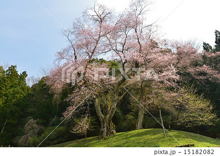 吉良のエドヒガン桜（徳島）2 15182082