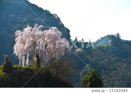 山中の一本桜（徳島吉良）6 15182084