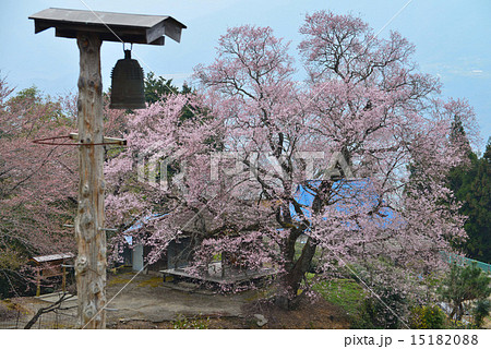 桜堂ひょうたん桜（徳島つるぎ町柴内）2 15182088