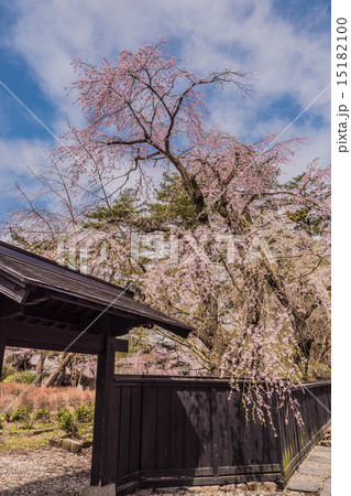 角館武家屋敷の枝垂れ桜 15182100