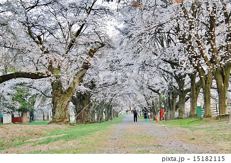 桜 桜 15182115