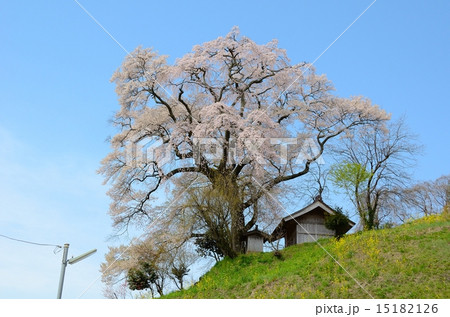 天神夫婦桜 天神夫婦桜 15182126