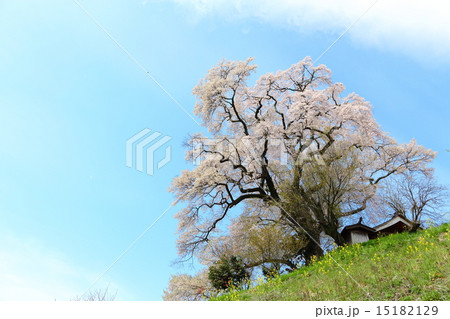 天神夫婦桜 天神夫婦桜 15182129