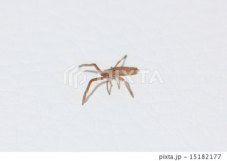 マネキグモ マネキグモ 15182177