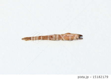 マネキグモ 15182179