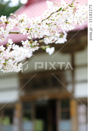 春の福田寺 15182275