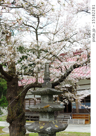 春の福田寺 15182281