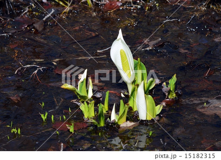 水芭蕉 水芭蕉 15182315