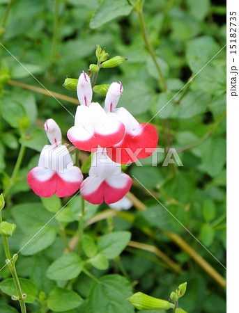 ホットリップ（縦） 15182735