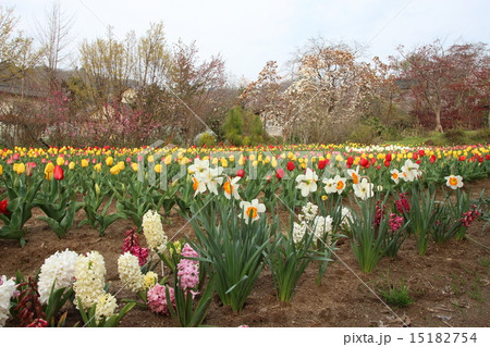 福島市 花見山公園 福島市 花見山公園 15182754