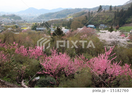 福島市 花見山公園 15182760