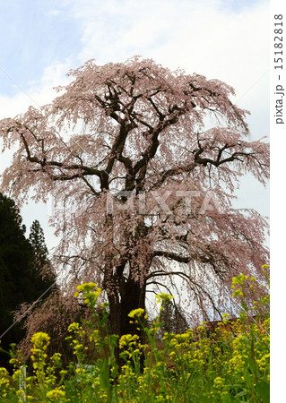 福田寺の糸ザクラ～合戦場しだれ桜の親 15182818