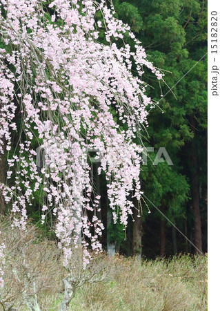 福田寺の糸ザクラ~合戦場しだれ桜の親 福田寺の糸ザクラ~合戦場しだれ桜の親 15182820