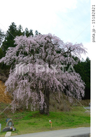 福田寺の糸ザクラ～合戦場しだれ桜の親 15182821