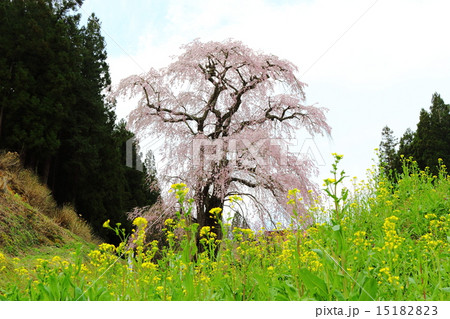 福田寺の糸ザクラ～合戦場しだれ桜の親 15182823